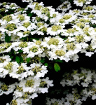 Калина обыкновенная Ватанабе 5033