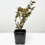 Пузыреплодник Амбер Юбилей