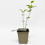 Барвинок большой Вариегата