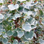 Гортензия черешковая Тэйк э Шанс