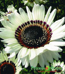 Венидиум Принц Зулу 0,1г + 702282