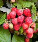 Малина Октавия 6504