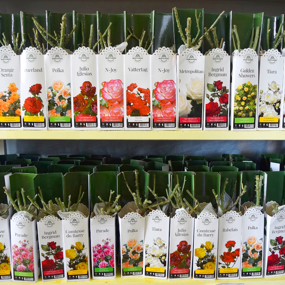 Розы Монтеагро