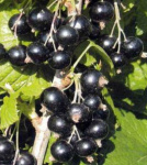 Смородина черная Русалка Бессемянная