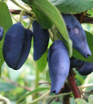 Жимолость Синичка 7508