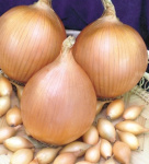 лук Севок Сеттон СЕ 14-21мм Голландия