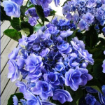 Гортензия крупнолистовая Ю энд Ми Форевер 5632