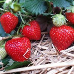 Земляника (Клубника) Зумба в кассете