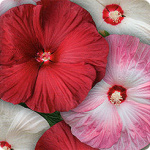 Гибискус Микс 3шт