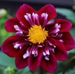 Георгин Импрешион Фантастико (1шт)