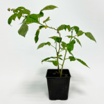 Малина Желтый Пингвин ремонтантная