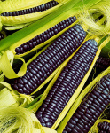 kukuruza-violetta-f1