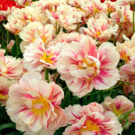 Тюльпан Флэминг Маргарита (1шт)