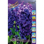 Гиацинт Блю (1шт) 2404