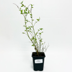 Голубика Гурон (Р9)