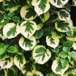 Гортензия черешковая Миранда