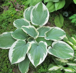 Хоста Барбара Энн (1шт)