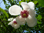 Magnolia-sieboldii