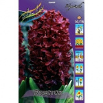 Гиацинт Вудсток (1шт)