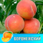 Персик Воронежский кустовой