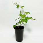 Виноград Преображение (С2)