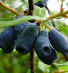 Жимолость Сильгинка