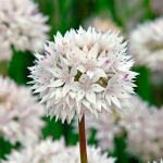 Лук декор. Грейсфул Бьюти (5)