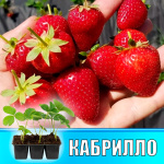Земляника (Клубника) Кабрилло в кассете