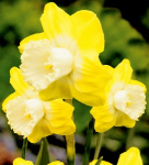 Нарцисс Редженерейшн (1шт) 938