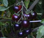 Томат Индиго Черника