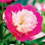 Пион Джонни (1шт)