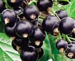 Смородина черная Виноградная