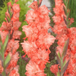 Гладиолус Харьков (1шт) 7 Цветов