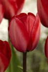 Тюльпан Рэд Импрещшн (1шт) 6157