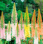 Эремурус (ширяш) Руйтерс Гибридс смесь (2шт) 6869