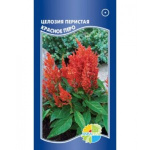 Целозия перистая 