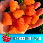 Малина ремонтантная Оранжевое чудо