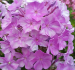 Флокс Эденс Смайл (2шт)