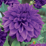 Георгин Лайлак Тайм (1шт) 6074