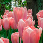 Тюльпан Поко Локо (1шт)