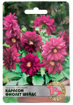 Георгины гибридные КАРЛСОН ФИОЛЕТ ШЕЙДС Биотехника