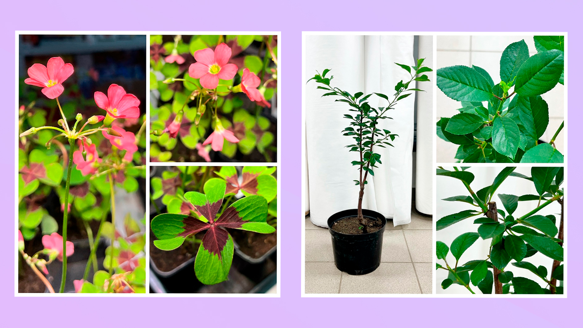 САЖЕНЦЫ в наличии!