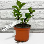 Гортензия ХАЙ КРИСТАЛ ПЭЛАС