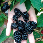 Ежевика Дима Тайни Блэк