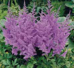 Астильба Лавандовая (1шт) 119646