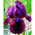 Ирис Черри Гарден (1шт) 129