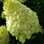 Гортензия метельчатая Полярный Медведь 7391