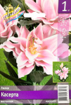 Лилия Касерта (1шт)