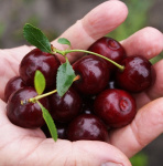 Вишня Кармин Джуел 5622