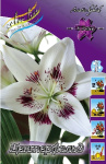 Лилия Центерфольд (1шт) азиатская